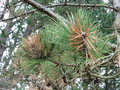 vignette Gremmeniella abietina - Dprissement sur Pinus nigra