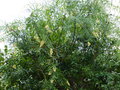 vignette Freylinia lanceolata immense et aux fleurs parfumées au 25 11 16 16