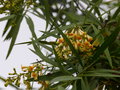 vignette Freylinia lanceolata immense et aux fleurs parfumées au 18 11 16