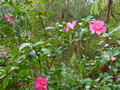 vignette Camellia hiemalis Kanjiro parfum au 25 11 16