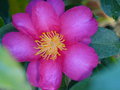 vignette Camellia hiemalis Kanjiro parfumé gros plan au 21 11 16