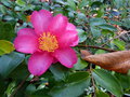 vignette Camellia hiemalis Kanjiro parfum gros plan au 18 11 16