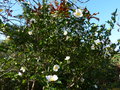 vignette Camellia sasanqua narumigata bien parfum au 21 11 16