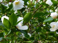 vignette Camellia sasanqua narumigata bien parfumé autre vue au 18 11 16