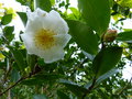 vignette Camellia sasanqua Narumigata premères fleurs autre gros plan au 19 10 16
