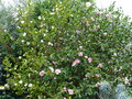 vignette Camellia sasanqua fukuzutsumi et plantation pink au 25 11 16