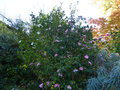 vignette Camellia sasanqua fukuzutsumi et plantation pink au 01 11 16