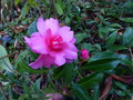 vignette Camellia hiemalis Chansonnette parfumé gros plan au 08 11 16