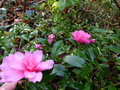 vignette Camellia hiemalis Chansonnette parfum au 18 11 16