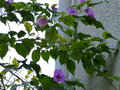vignette Bougainvillea specto glabra toujours fleurie au 25 11 16
