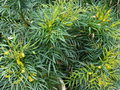 vignette Mahonia eurybracteata soft caress gros plan au 14 10 16