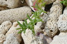 vignette Salsola australis