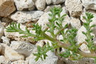 vignette Salsola australis