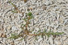 vignette Salsola australis