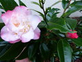 vignette Camellia japonica Ballet dancer premires fleurs au 29 11 16