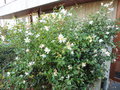 vignette Camellia sasanqua cv