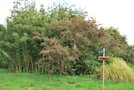 vignette Fuchsia magellanica