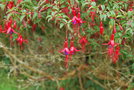 vignette Fuchsia magellanica
