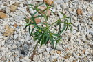 vignette Euphorbia tannensis