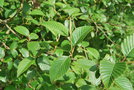 vignette Alnus acuminata ssp. acuminata