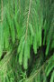 vignette Picea smithiana