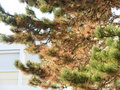 vignette Gremmeniella abietina - chancre des resineux; chancre gremmeniellen; deperissement des resineux; Chancre sclroderrien ; dsschement des rameaux de pin