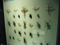 vignette Montral - L'insectarium