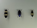 vignette Montral - L'insectarium - Chrysochroa mniszechi - Polybothris sumptuosa -