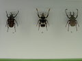 vignette Montral - L'insectarium - Amaurodes passerinii - Cheirolasia burkei - Dicranocephalus wallichii