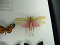 vignette Montral - L'insectarium
