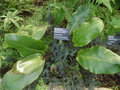 vignette Jardin botanique de Montral - Elaphoglossum crinitum et Selaginella erythropus