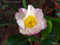 vignette ' Paradise Jennifer ' camellia sasanqua  Origine : Australie , 1990