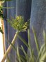 vignette Kleinia neriifolia /Senecio kleinia