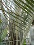vignette Dypsis decaryi   (palmier triangulaire)