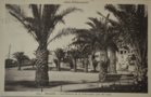vignette Carte postale ancienne - Dinard - Cote d'Emeraude, les palmiers - Phoenix canariensis