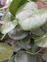 vignette Cissus rotundifolia
