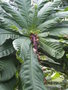 vignette Barringtonia racemosa (feuilles)