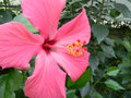 vignette Hibiscus rosa- sinensis