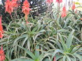 vignette Aloe arborea