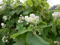 vignette Sparmannia africana 'Plena'