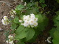 vignette Sparmannia africana 'Plena'