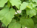 vignette Sparmannia africana 'Plena'