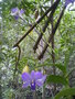 vignette Cattleya sp