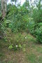 vignette Weinmannia racemosa / Cunoniaceae / Nouvelle-Zélande