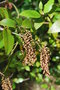 vignette Weinmannia racemosa / Cunoniaceae / Nouvelle-Zélande