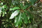 vignette Pseudopanax colensoi / Araliaceae / Nouvelle-Zélande