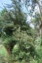 vignette Leptospermum cunninghamii / Myrtacées / Australie