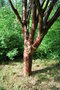 vignette Prunus serrula / Rosaceae / Tibet