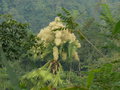 vignette Corypha umbraculifera, Sri Lanka