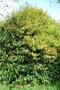 vignette Quercus myrsinifolia